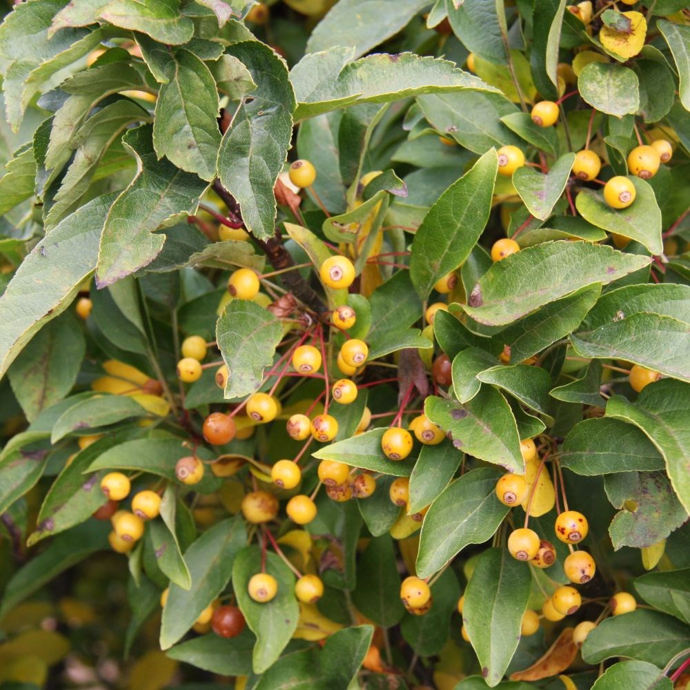 <I>Malus</i> <b class=small-caps> Cinderella</b> ('Cinzam')