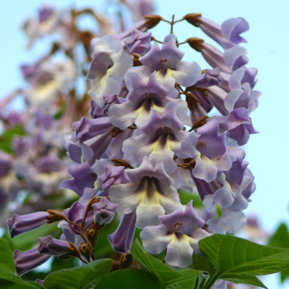 <i>Paulownia tomentosa</i> 