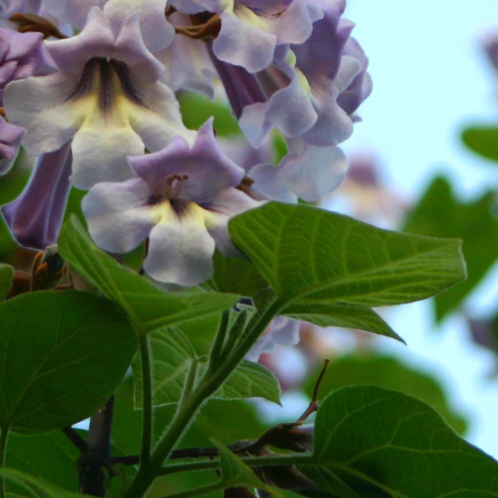 <i>Paulownia tomentosa</i> 