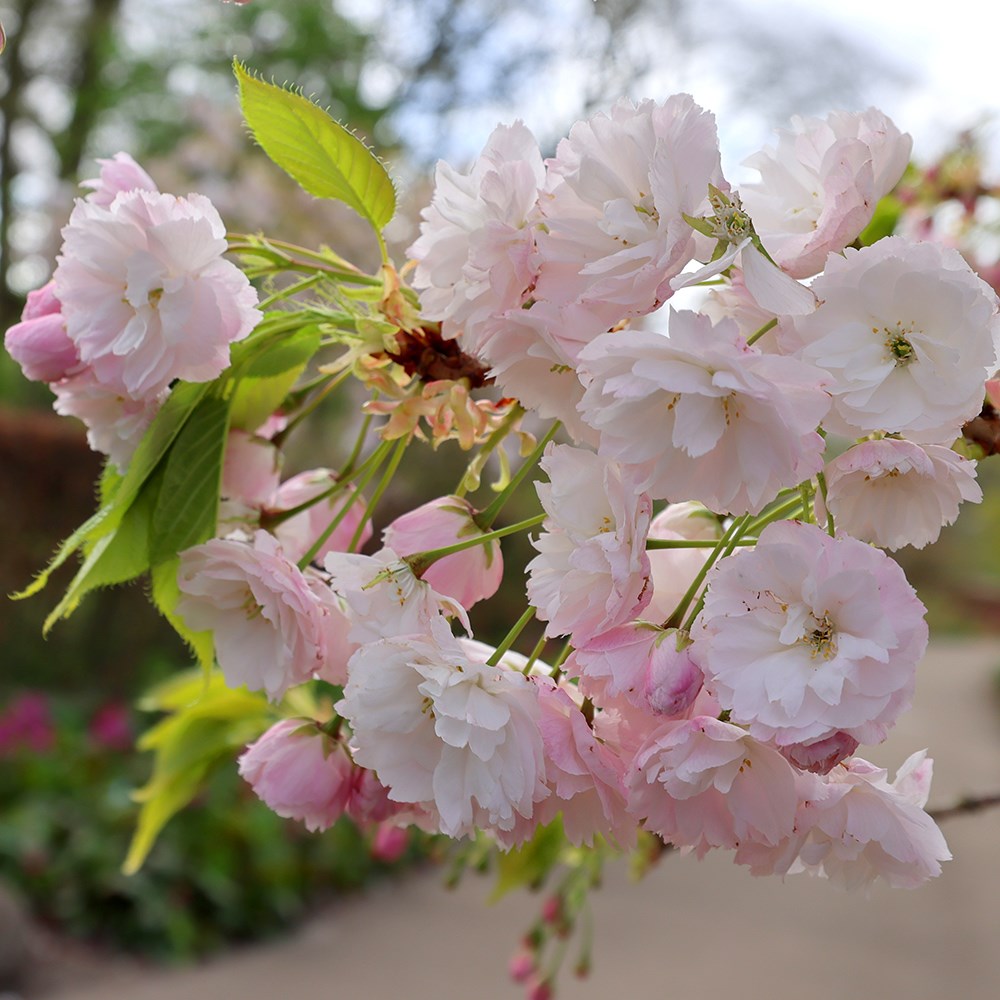 <i>Prunus</i> 'Shōgetsu'