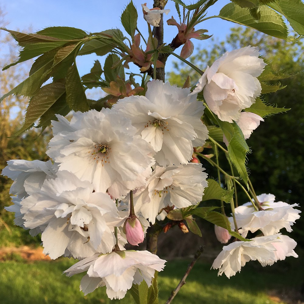 <i>Prunus</i> 'Shōgetsu'