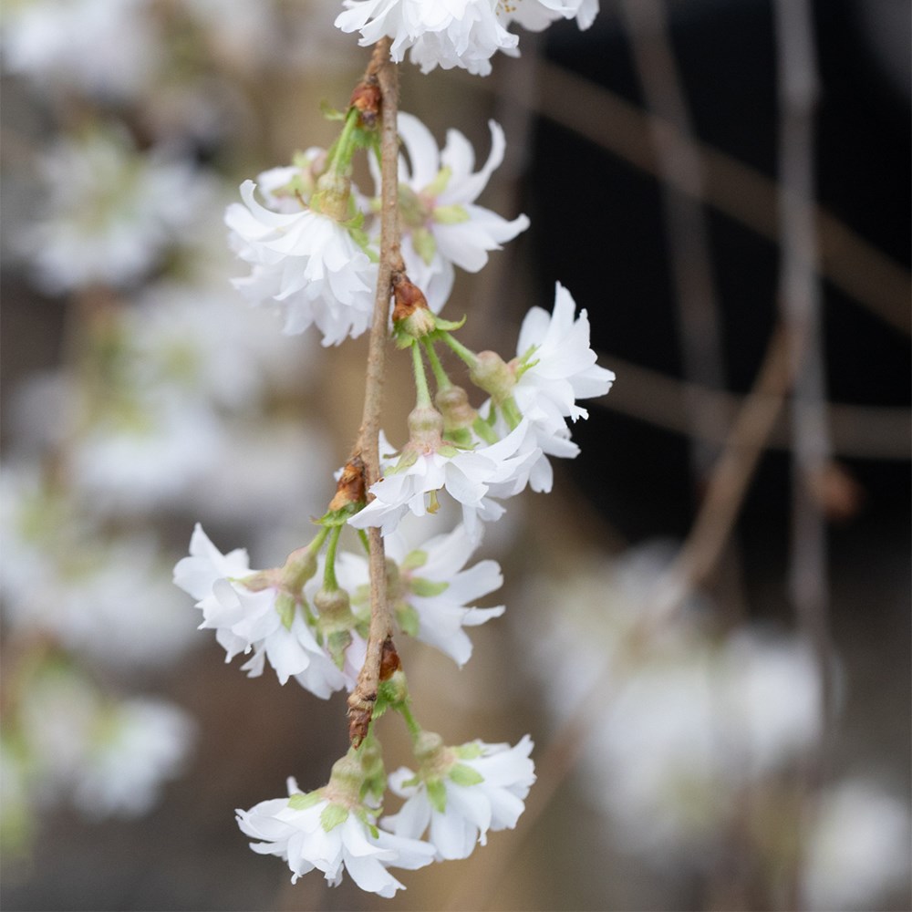 <i>Prunus</i> <b class=small-caps>Crystal Falls</b> ('G6-28')