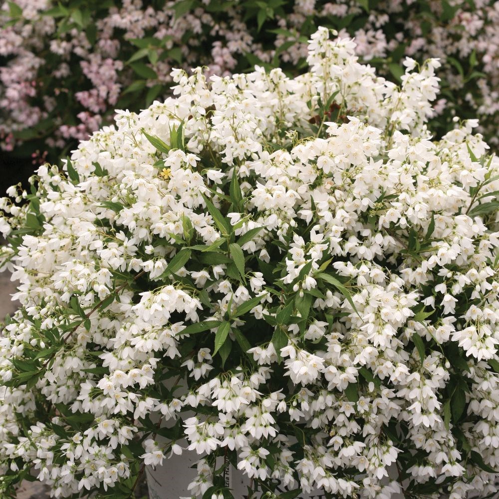 <I>Deutzia × rosea</i> <b class=small-caps>Yuki Snowflake</b> ('NCDX1') (PBR)