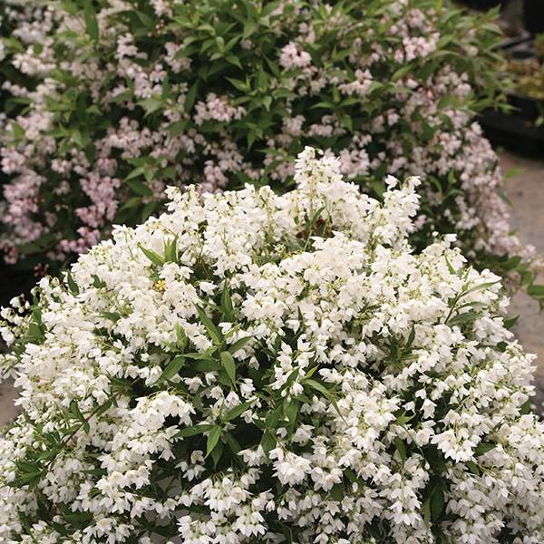 <I>Deutzia × rosea</i> <b class=small-caps>Yuki Snowflake</b> ('NCDX1') (PBR)