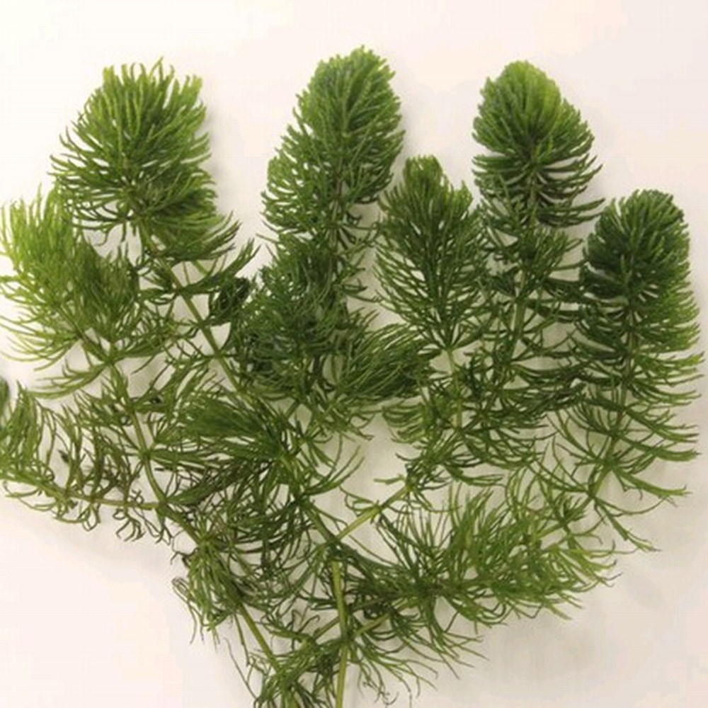 <i>Ceratophyllum demersum</i> 