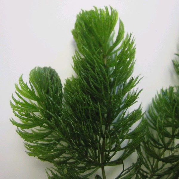<i>Ceratophyllum demersum</i> 