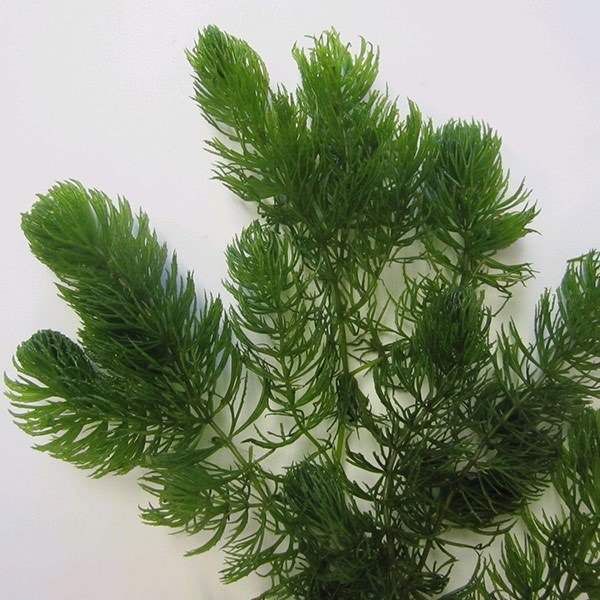 <i>Ceratophyllum demersum</i> 