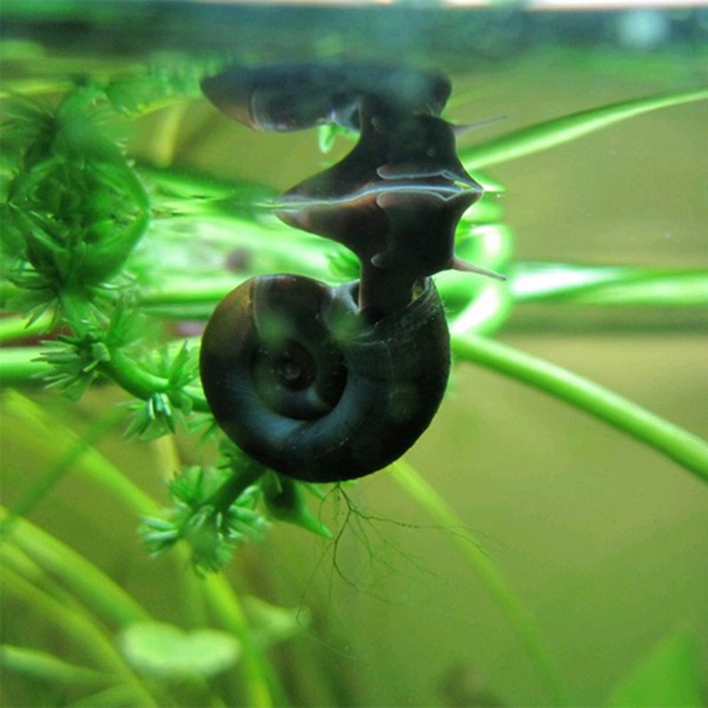 <i>ramshorn snail</i> 
