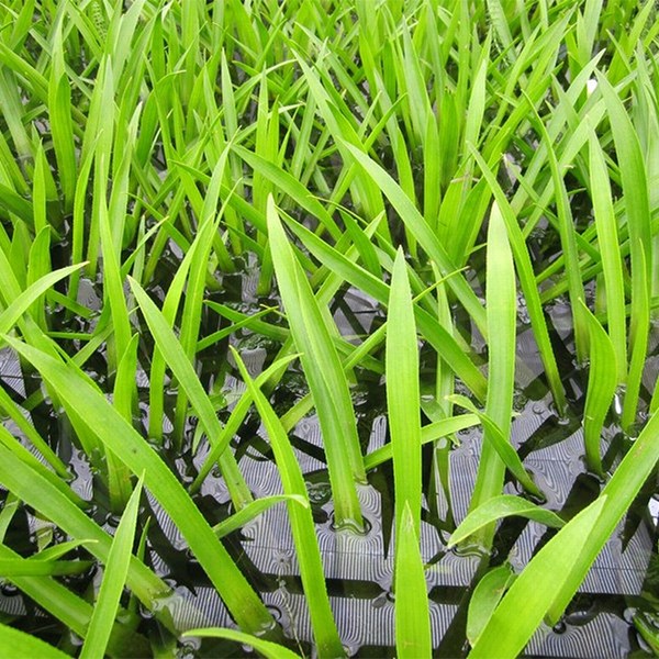 <i>Stratiodes aloides</i> 