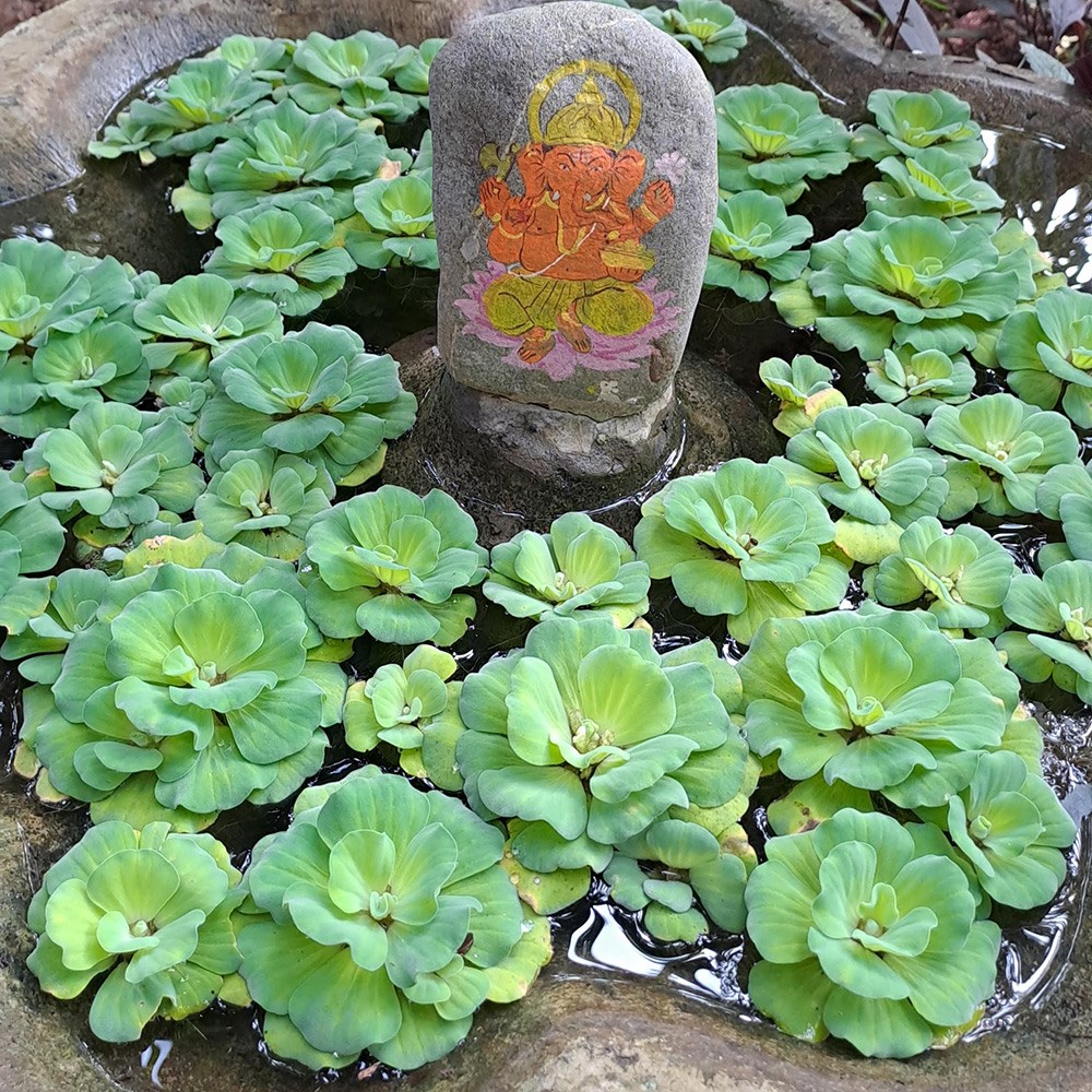 <i>Pistia stratiotes</i> 