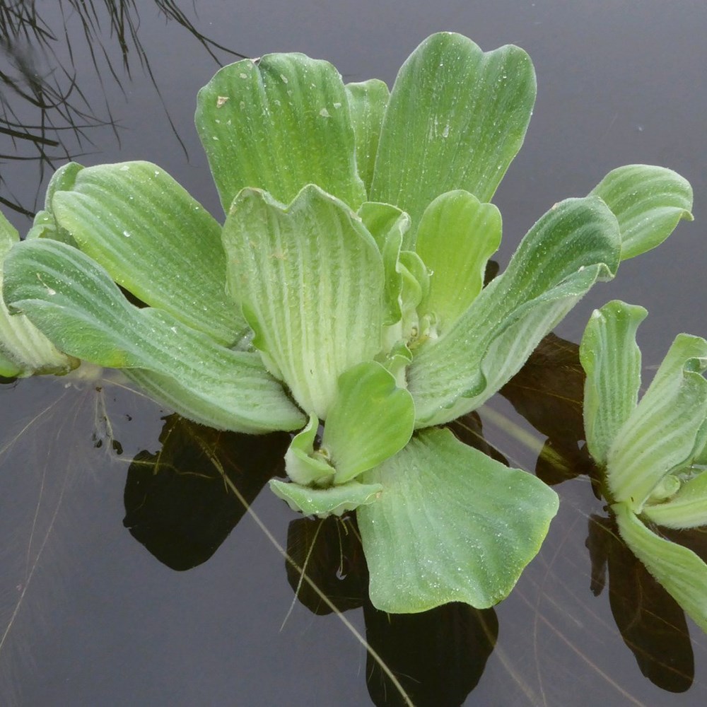 <i>Pistia stratiotes</i> 