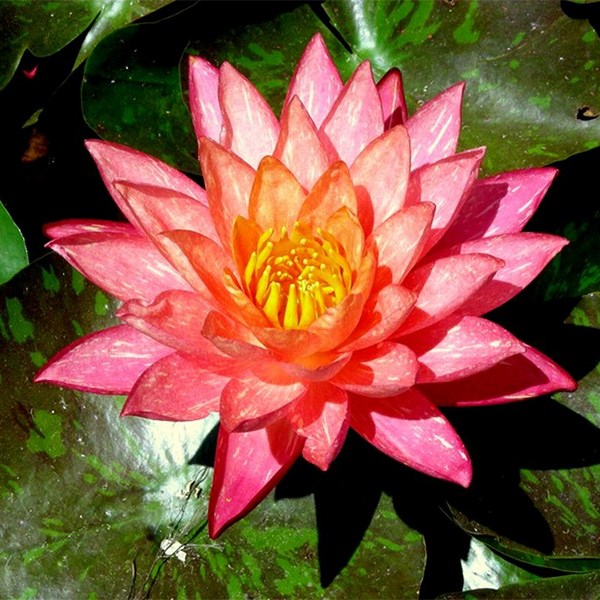 <i>Nymphaea</i> 'Wanvisa'