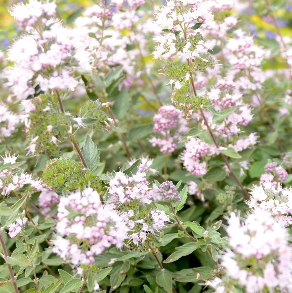<i>Caryopteris × clandonensis</i> <b class=small-caps>Pink Perfection</b> ('Lisspin') (PBR)