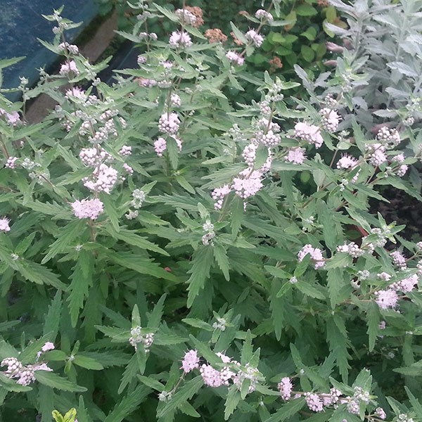 <i>Caryopteris × clandonensis</i> <b class=small-caps>Pink Perfection</b> ('Lisspin') (PBR)