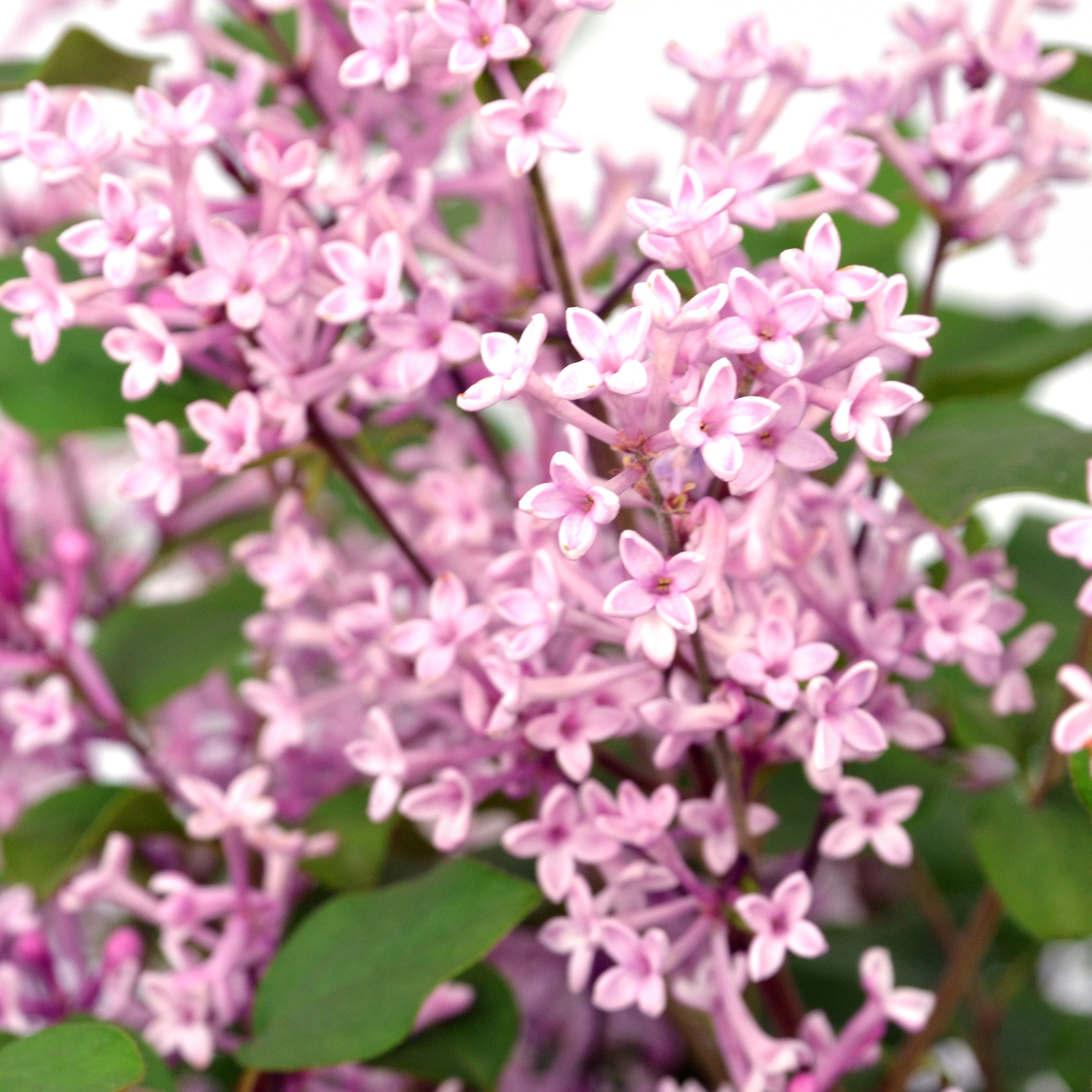<i>Syringa</i> <b class=small-caps>Bloomerang Pink Perfume</b> ('Pink Perfume') (PBR)