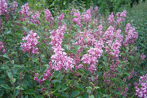<i>Syringa</i> <b class=small-caps>Bloomerang Pink Perfume</b> ('Pink Perfume') (PBR)