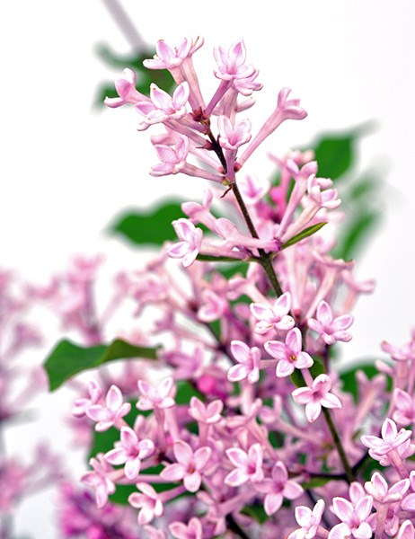 <i>Syringa</i> <b class=small-caps>Bloomerang Pink Perfume</b> ('Pink Perfume') (PBR)