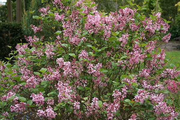 <i>Syringa</i> <b class=small-caps>Bloomerang Pink Perfume</b> ('Pink Perfume') (PBR)