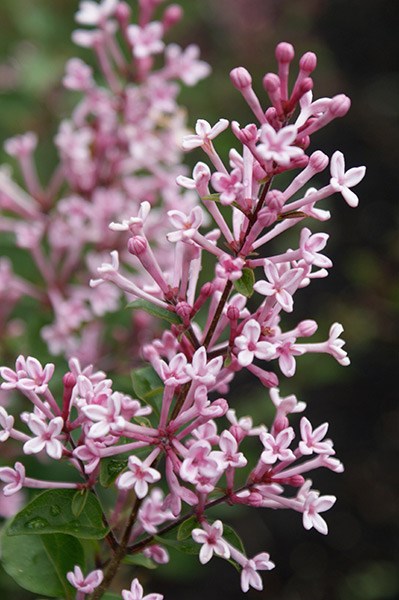 <i>Syringa</i> <b class=small-caps>Bloomerang Pink Perfume</b> ('Pink Perfume') (PBR)