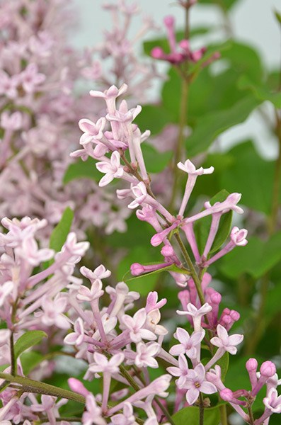 <i>Syringa</i> <b class=small-caps>Bloomerang Pink Perfume</b> ('Pink Perfume') (PBR)