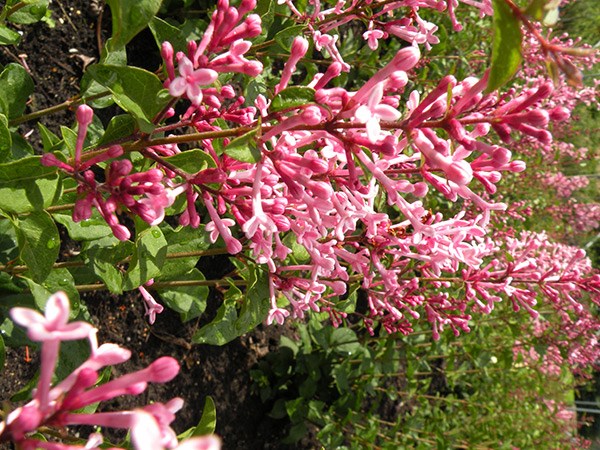 <i>Syringa</i> <b class=small-caps>Bloomerang Pink Perfume</b> ('Pink Perfume') (PBR)