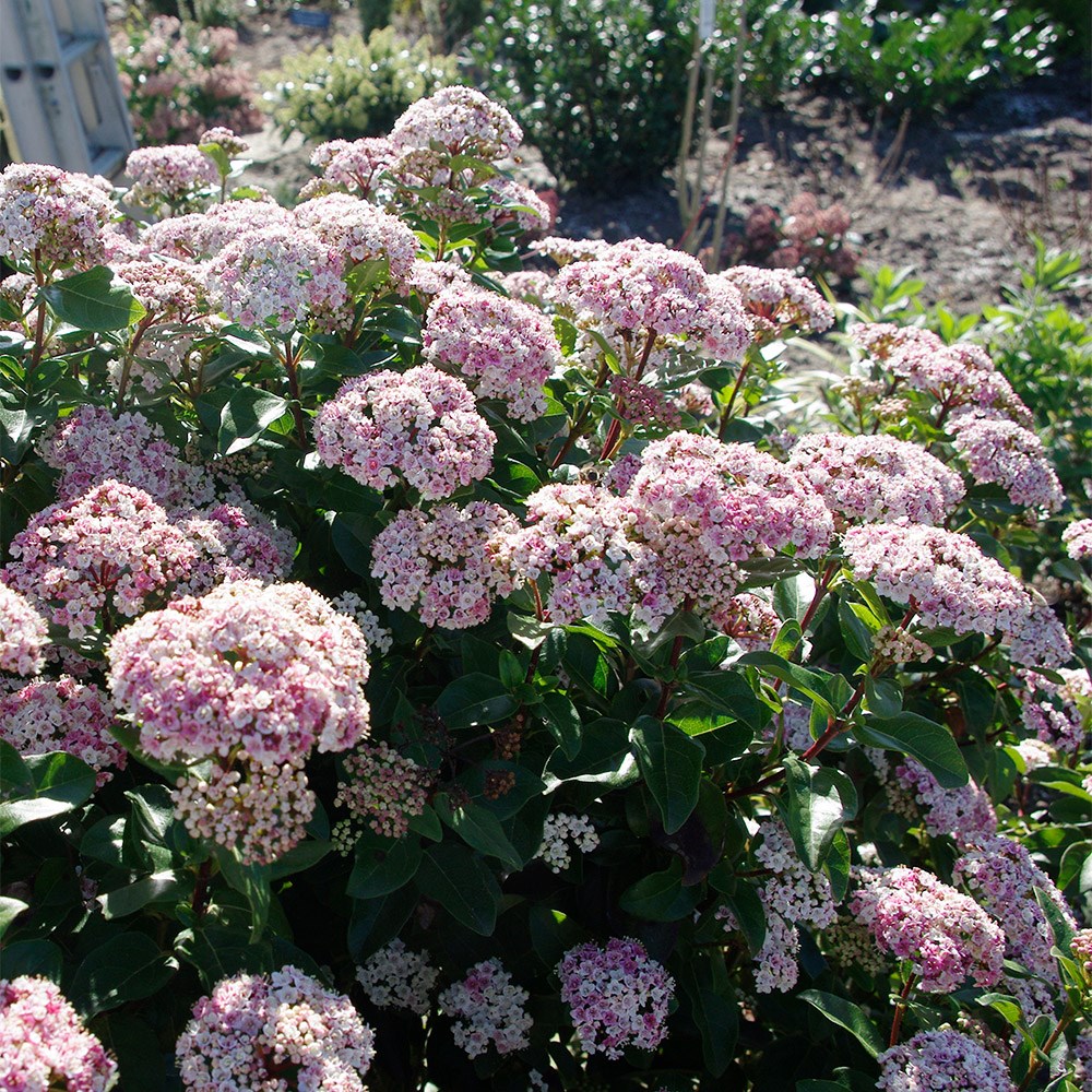 <I>Viburnum tinus</i> 'Lisarose' (PBR)