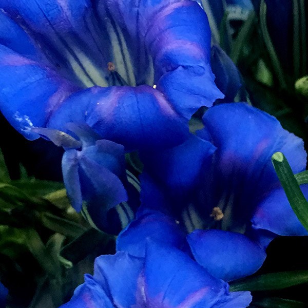 <i>Gentiana sino-ornata</i> 