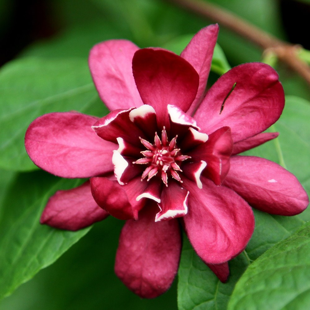 <i>Calycanthus</i> × <i>raulstonii</i> 'Hartlage Wine'