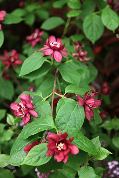 <i>Calycanthus</i> × <i>raulstonii</i> 'Hartlage Wine'