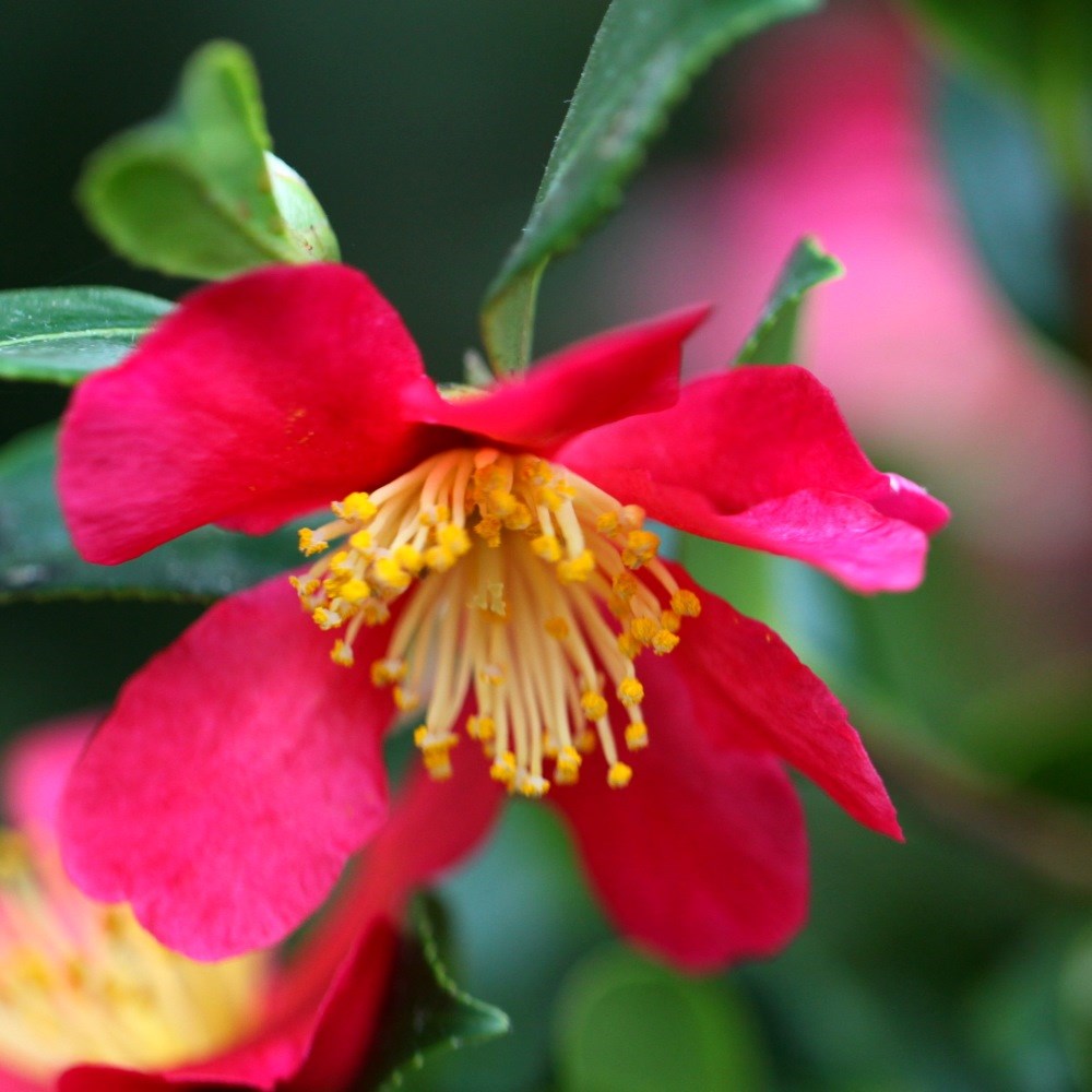 <i>Camellia</I> × <I>vernalis</I> 'Yuletide'