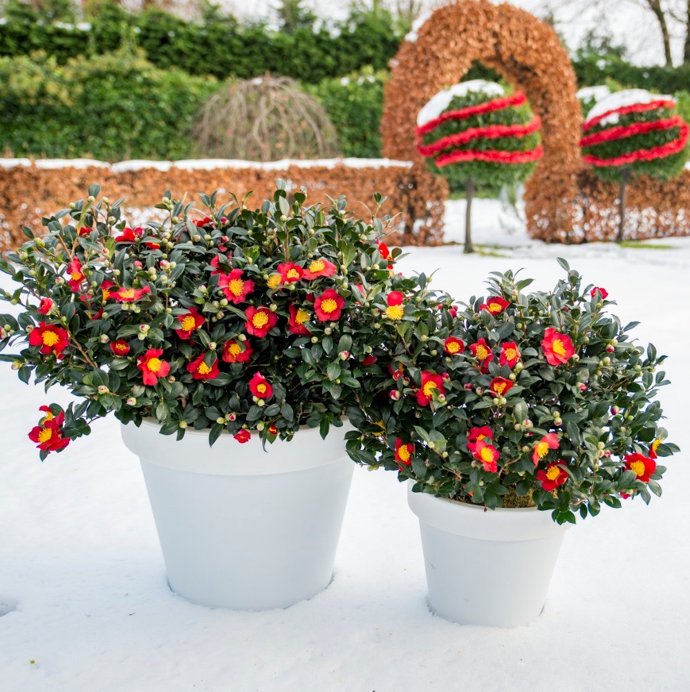 <i>Camellia</I> × <I>vernalis</I> 'Yuletide'