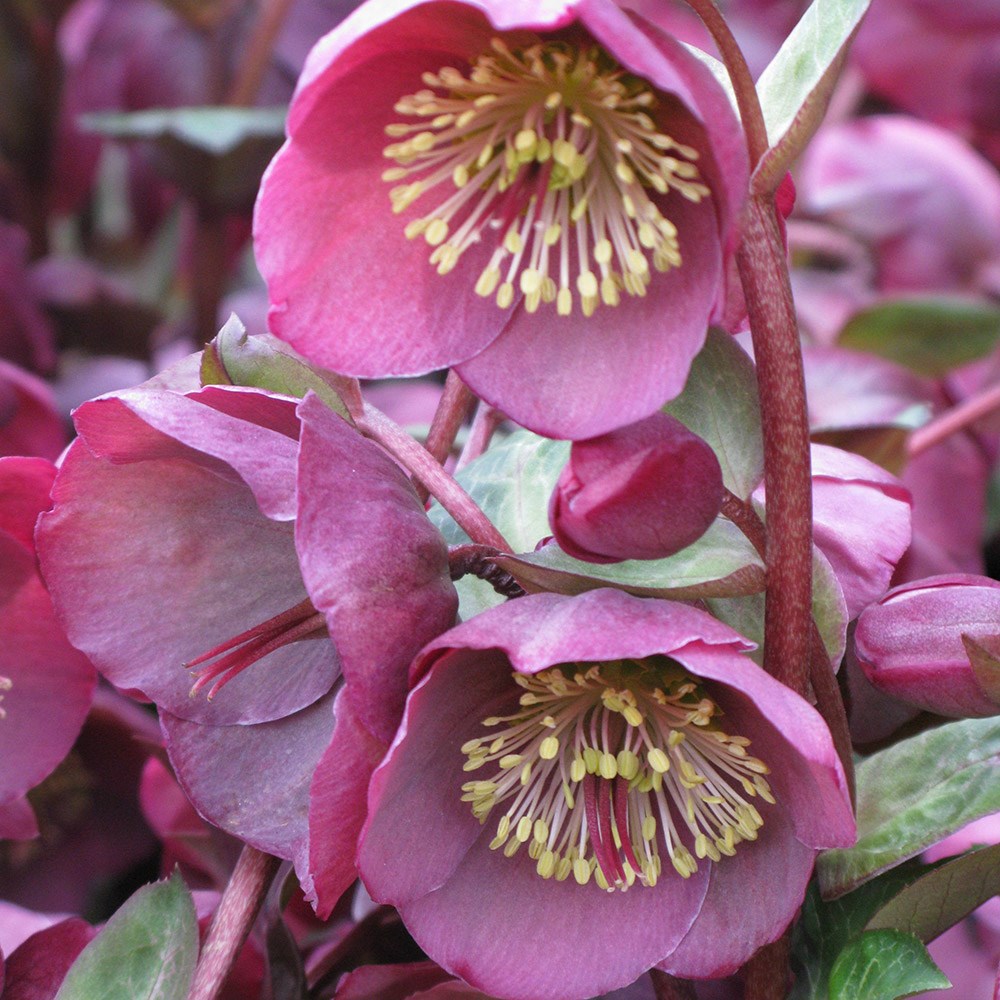<i>Helleborus</i> (Rodney Davey Marbled Group) <b class=small-caps>Penny's Pink</b> ('Abcrd01') (PBR)