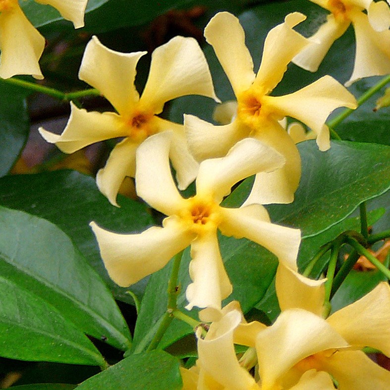 <i>Trachelospermum jasminoides</i> <b class=small-caps>Star of Toscana</b> ('Selbra') (PBR)