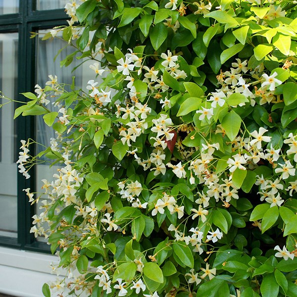 <i>Trachelospermum jasminoides</i> <b class=small-caps>Star of Toscana</b> ('Selbra') (PBR)