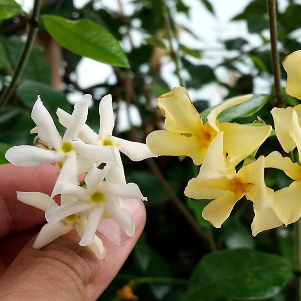 <i>Trachelospermum jasminoides</i> <b class=small-caps>Star of Toscana</b> ('Selbra') (PBR)