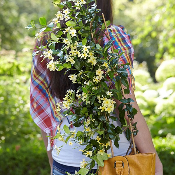 <i>Trachelospermum jasminoides</i> <b class=small-caps>Star of Toscana</b> ('Selbra') (PBR)
