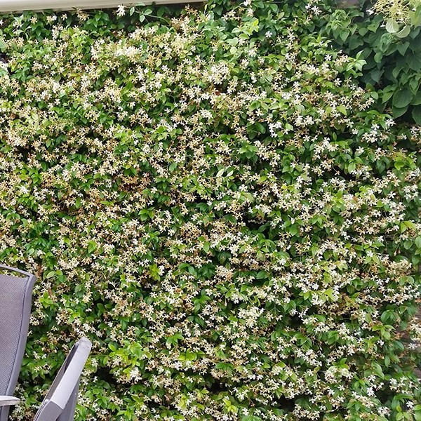 <i>Trachelospermum jasminoides</i> <b class=small-caps>Star of Toscana</b> ('Selbra') (PBR)