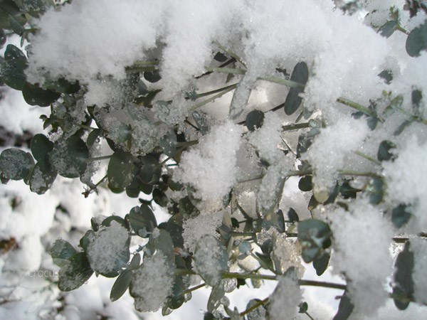 <i>Eucalyptus gunnii</i> <b class=small-caps>Azura</b> ('Cagire') (PBR)