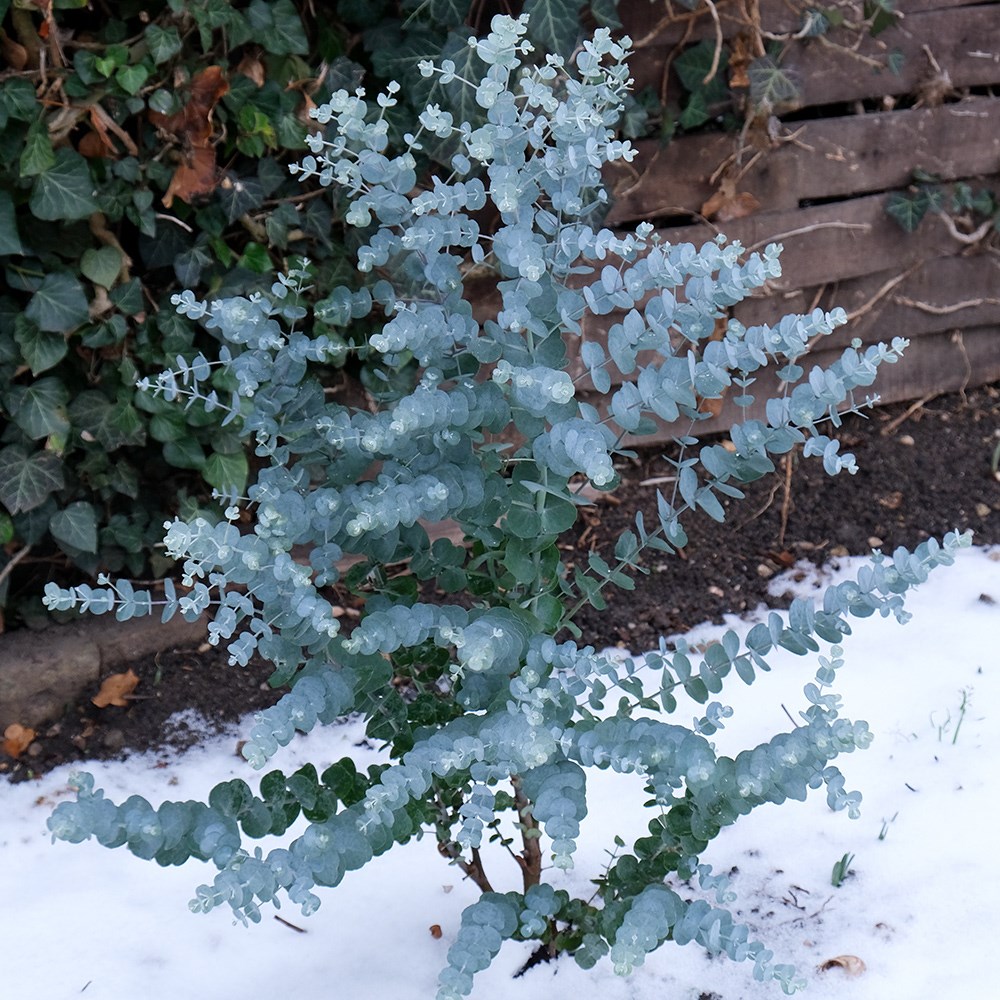 <i>Eucalyptus gunnii</i> <b class=small-caps>Azura</b> ('Cagire') (PBR)