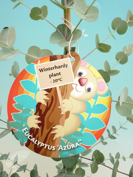 <i>Eucalyptus gunnii</i> <b class=small-caps>Azura</b> ('Cagire') (PBR)