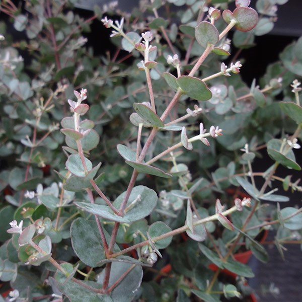 <i>Eucalyptus gunnii</i> <b class=small-caps>Azura</b> ('Cagire') (PBR)