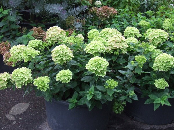 <i>Hydrangea paniculata</i> <b class=small-caps>Little Lime</b> ('Jane') (PBR)