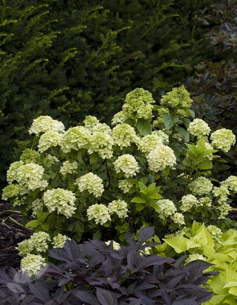 <i>Hydrangea paniculata</i> <b class=small-caps>Little Lime</b> ('Jane') (PBR)