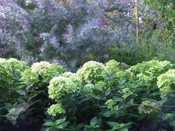 <i>Hydrangea paniculata</i> <b class=small-caps>Little Lime</b> ('Jane') (PBR)