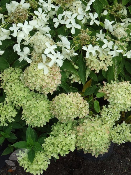 <i>Hydrangea paniculata</i> <b class=small-caps>Little Lime</b> ('Jane') (PBR)