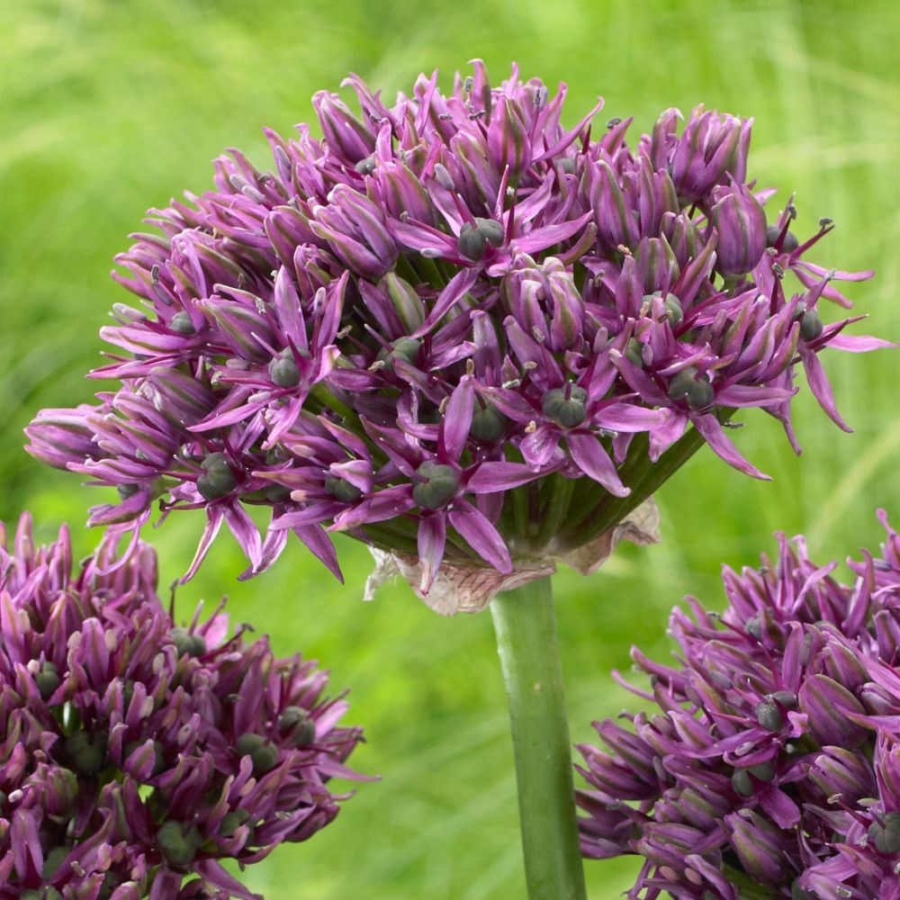 <i>Allium</i> 'Mercurius' (PBR)