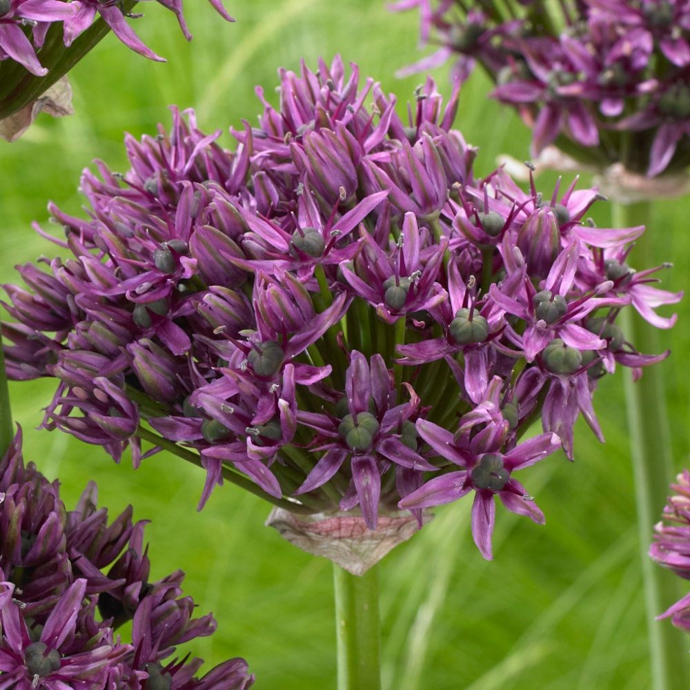 <i>Allium</i> 'Mercurius' (PBR)