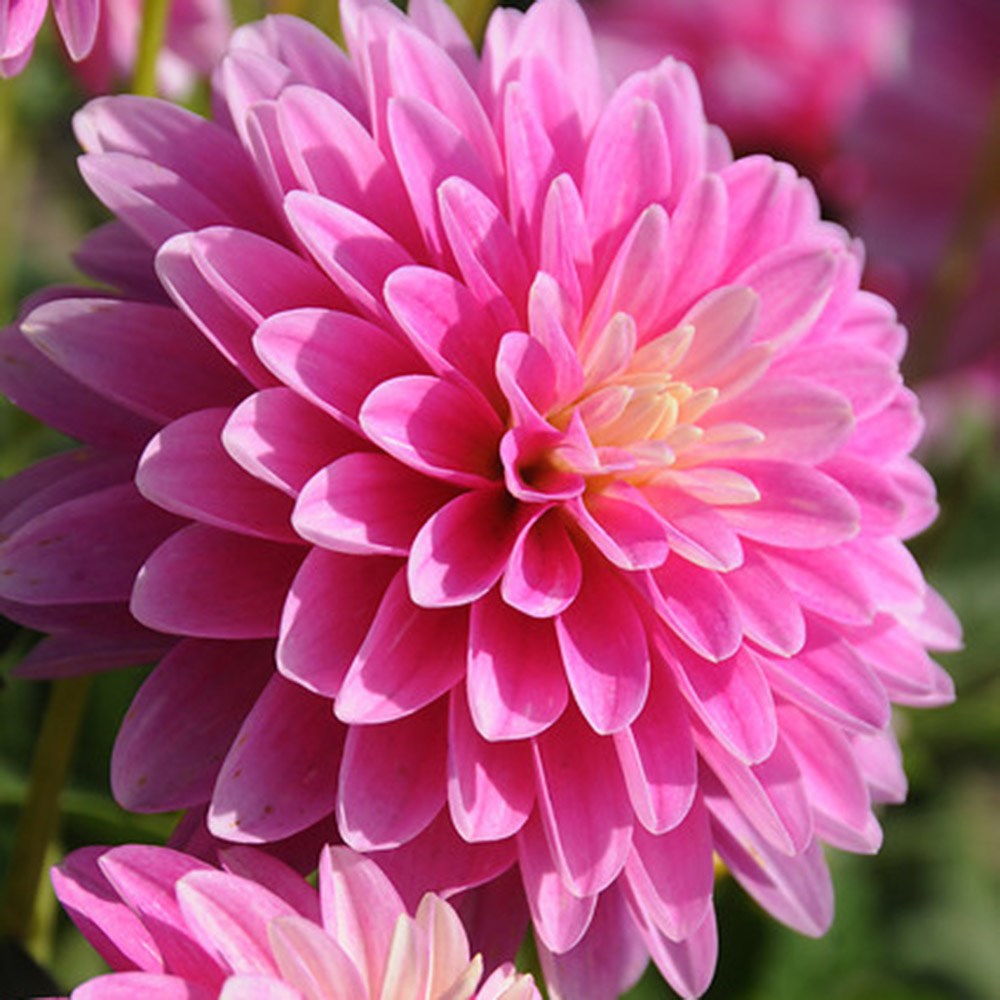 <I>Dahlia</i> 'Gallery Rembrandt' (PBR) (Gallery Series)