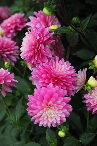 <I>Dahlia</i> 'Gallery Rembrandt' (PBR) (Gallery Series)