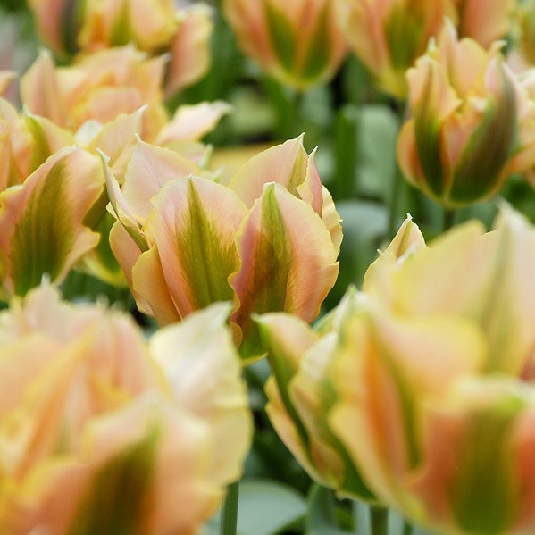 <i>Tulipa</i> 'Golden Artist'